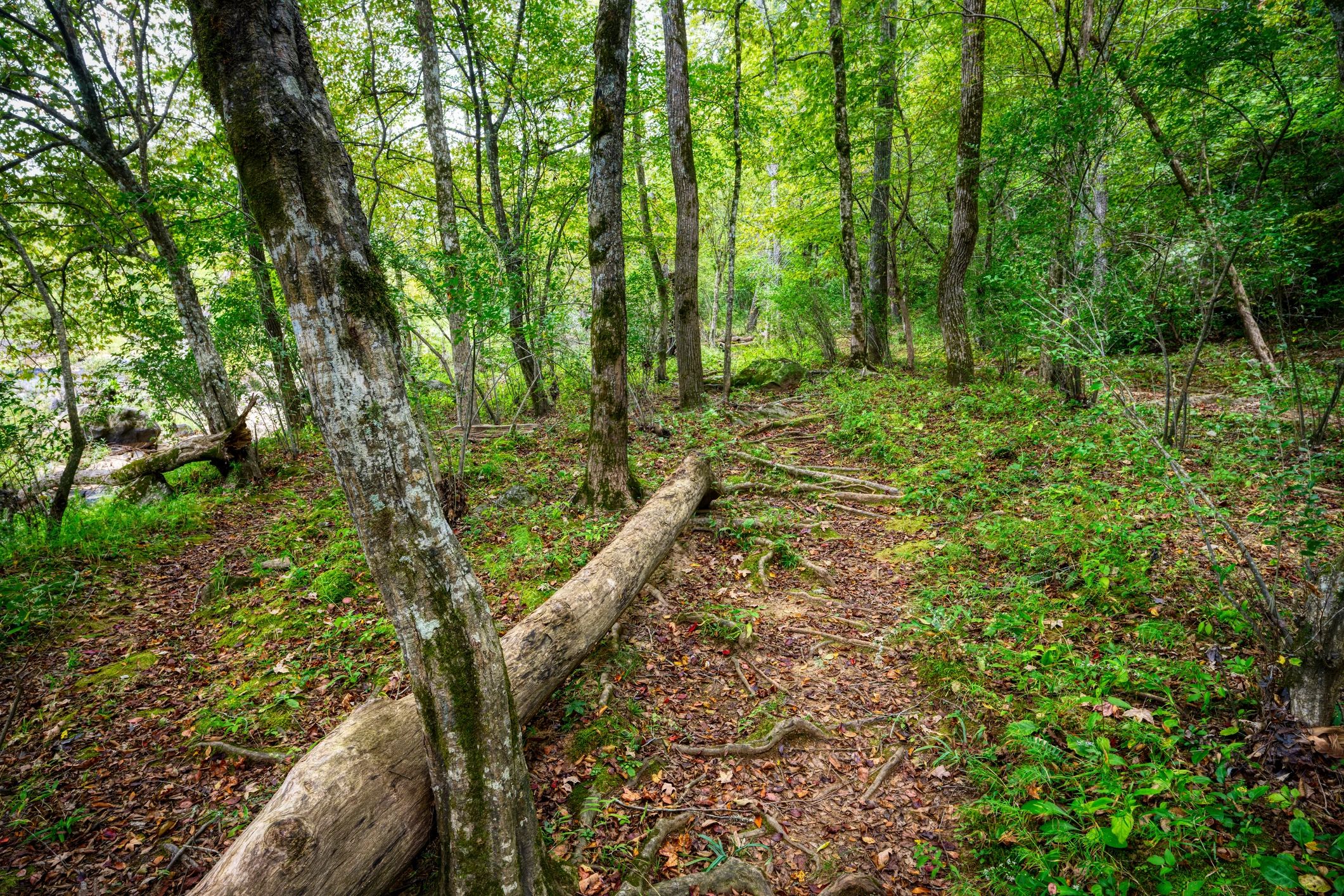 Scenic hiking trail in North Carolina